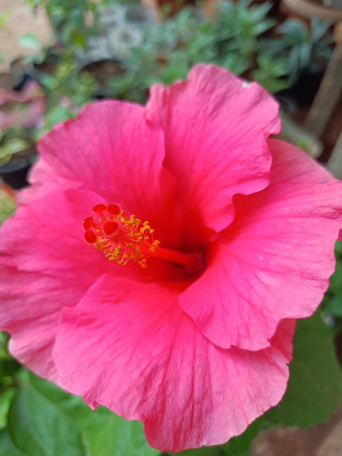 ದಾಸವಾಳ ಹೂವಿನ ಆರೋಗ್ಯಕರ ಪ್ರಯೋಜನಗಳು