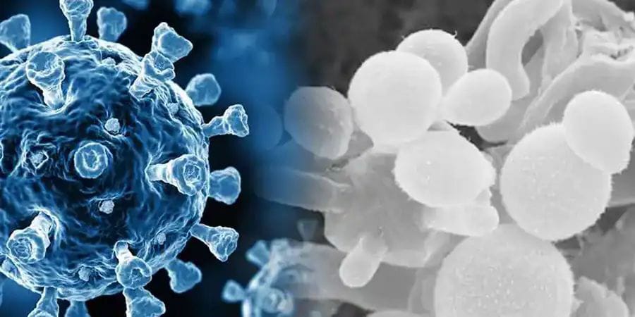 ರಾಜ್ಯಕ್ಕೆ ಕಾಲಿಟ್ಟ ವೈಟ್ ಫಂಗಸ್ ಭೂತ: ರಾಯಚೂರಿನಲ್ಲಿ 6 ಜನರಲ್ಲಿ ಪತ್ತೆ: ಆತಂಕ ಬೇಡ ಎಂದ ವೈದ್ಯರು