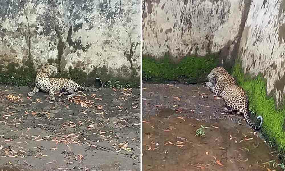 ನೀರಿನ ಟ್ಯಾಂಕ್ ಗೆ ಬಿದ್ದ ಚಿರತೆಯ ರಕ್ಷಣೆ