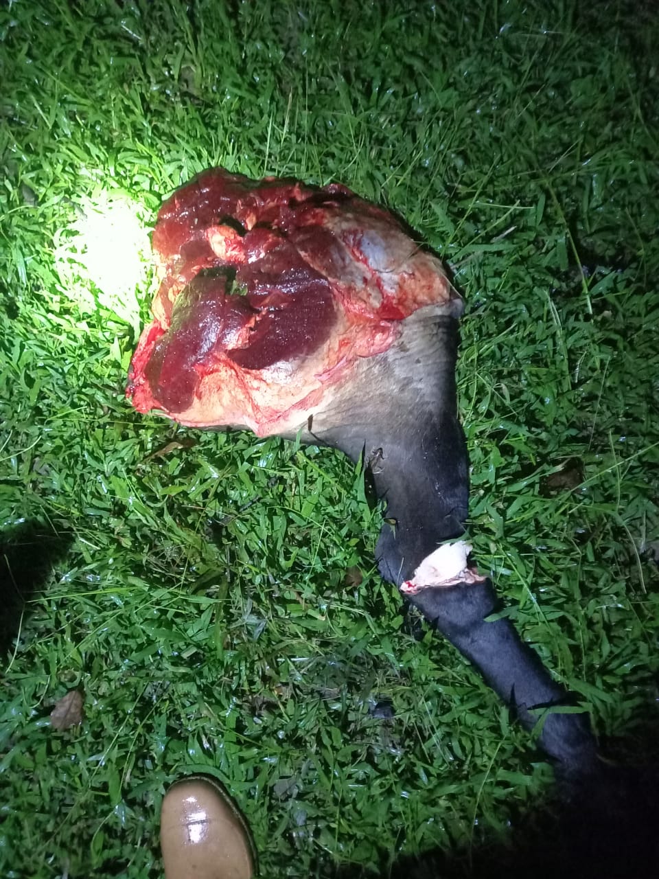 ಕಗ್ಗೋಡ್ಲುವಿನಲ್ಲಿ ಗೋವನ್ನು ಗುಂಡಿಕ್ಕಿ ಕೊಂದ ಕಟುಕರು | ಕೊಡಗಿನಲ್ಲಿ ಎಗ್ಗಿಲ್ಲದೆ ನಡೆಯುತ್ತಿದೆ ಗೋಮಾಂಸ ದಂದೆ