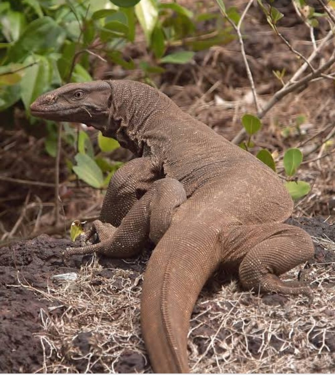 ಬಂಟ್ವಾಳ | ಶ್ರೀ ಗಂಧ ಮರ ಕಡಿದು ಮಾರಾಟ ಯತ್ನ |ಉಡ ಹಿಡಿದು ಪಾರ್ಟಿ ಮಾಡಲೆತ್ನಿಸಿದಾಗ ಅರಣ್ಯ ಇಲಾಖೆ ಮಿಂಚಿನ ದಾಳಿ