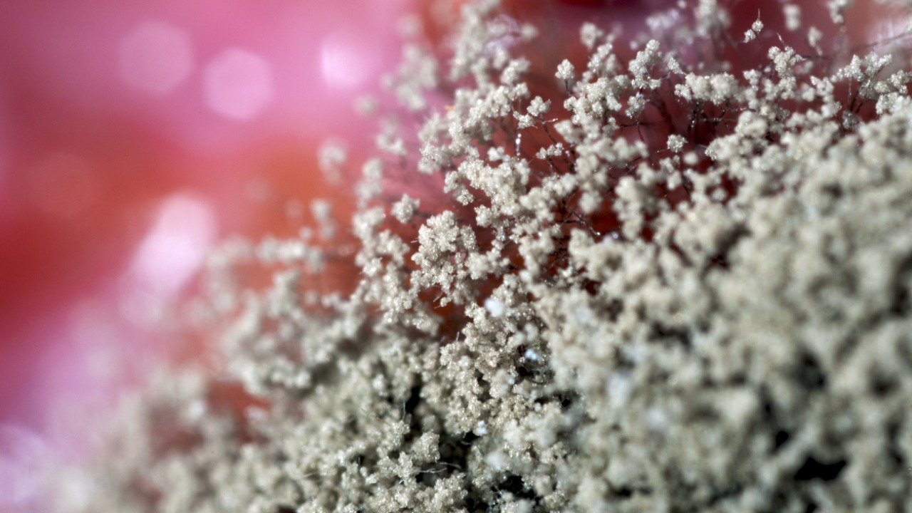 ದ ಕ: ಕಪ್ಪು ಶಿಲೀಂದ್ರ ಕ್ಕೆ ಮತ್ತೆರಡು ಬಲಿ