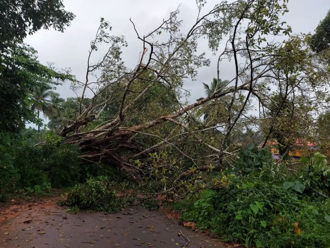 ಕಡೆಶಿವಾಲಯ: ಮಳೆಯಬ್ಬರಕ್ಕೆ ಬೃಹತ್ ಮರದ ಜೊತೆ ಧರೆಗುರುಳಿದ ವಿದ್ಯುತ್ ಕಂಬಗಳು