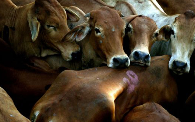 ಗೋ ಸಾಗಾಟದ ಟೆಂಪೋ ಹರಿಸಿ ಗೋ ರಕ್ಷಕನ ಹತ್ಯೆ