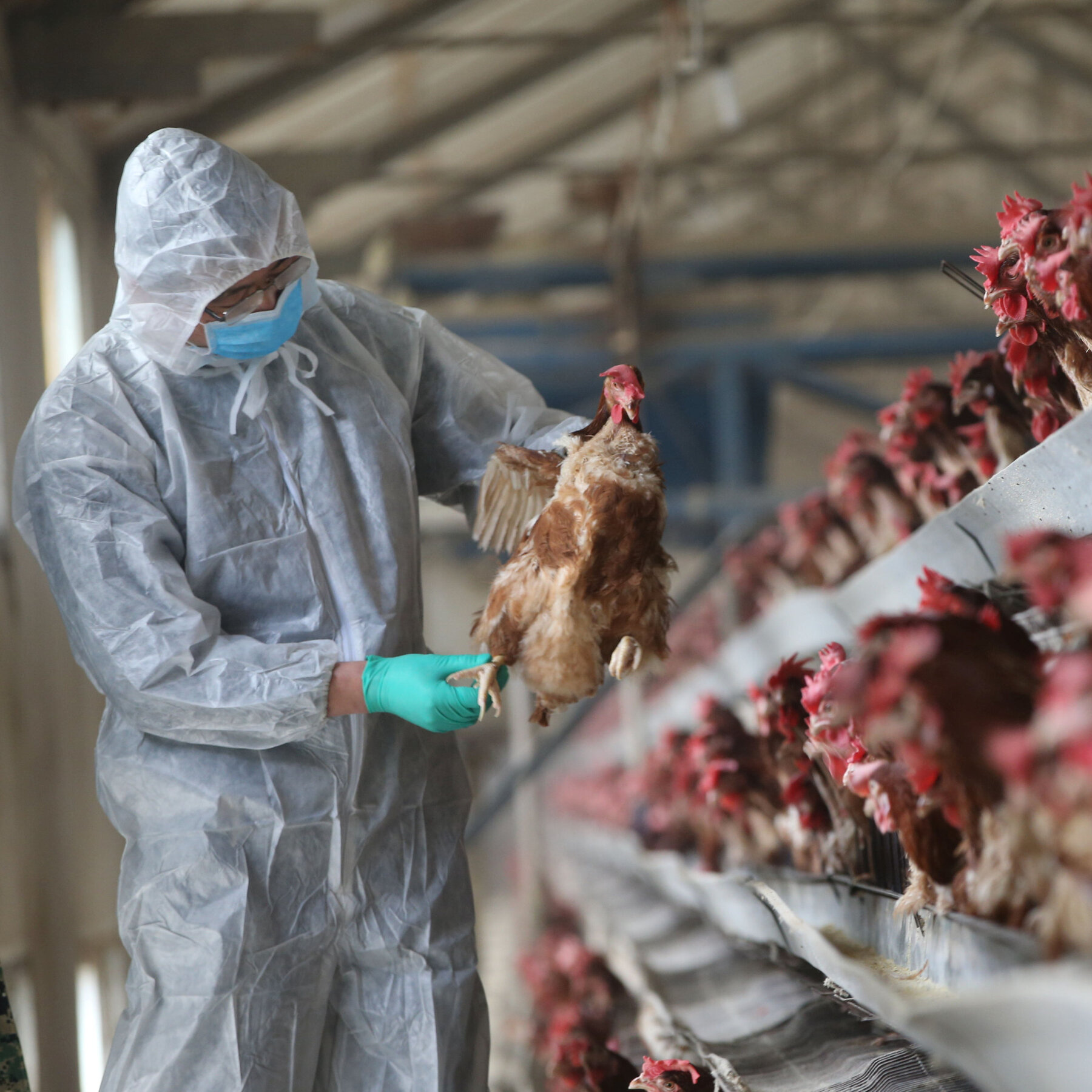 ದೇಶದಲ್ಲಿ ‌ಹಕ್ಕಿಜ್ವರ ಭೀತಿ| ದೆಹಲಿಯಲ್ಲಿ ಬಾಲಕ ಬಲಿ…!