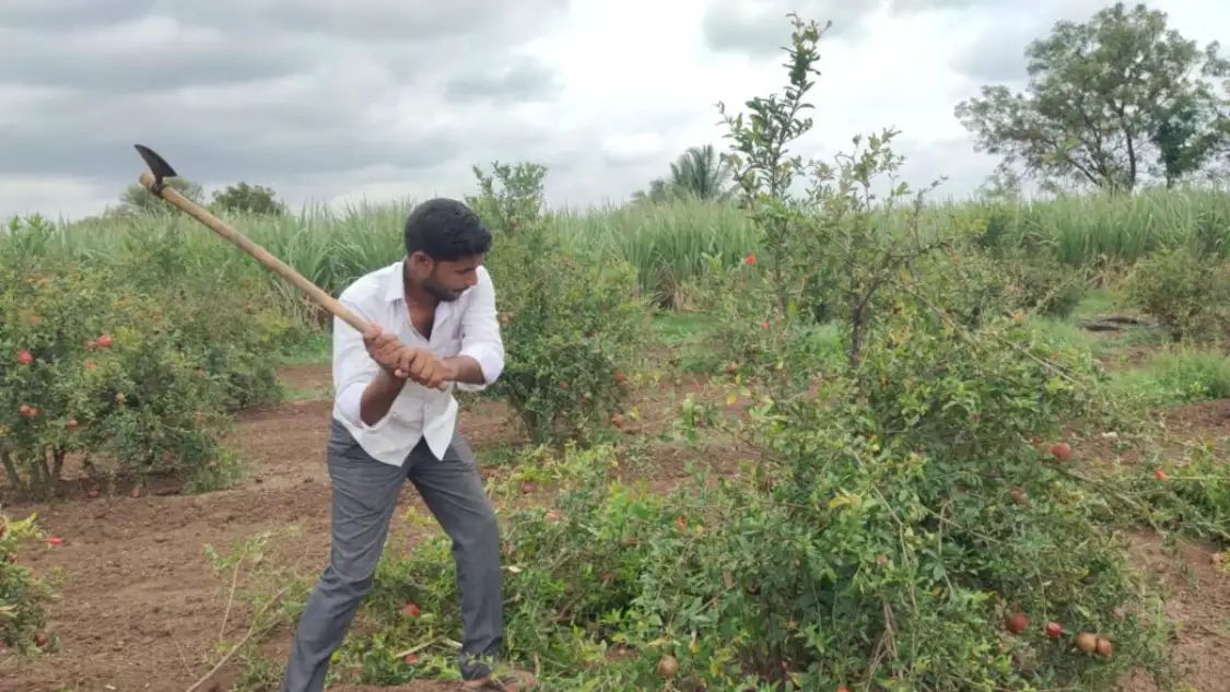 ರೋಗ ಬಾಧೆ, ಕಡಿಮೆ ಬೆಲೆಗೆ ಬೇಸತ್ತ ರೈತನಿಂದ 2ಎಕ್ರೆ ದಾಳಿಂಬೆಗೆ ಕೊಡಲಿ ಪೆಟ್ಟು