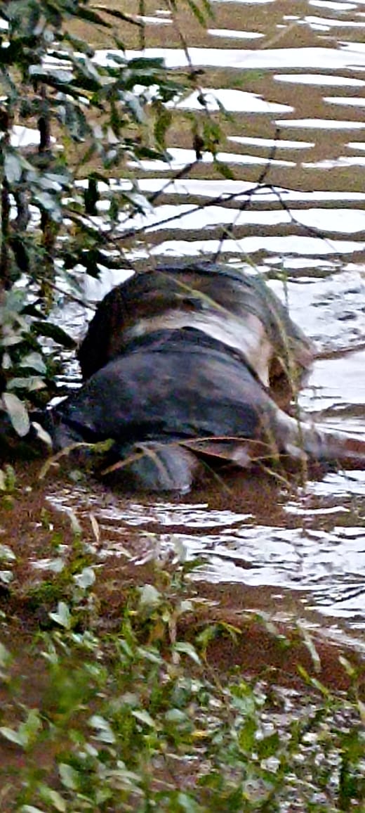 ಸುಳ್ಯ: ಪಯಸ್ವಿನಿ ನದಿಯಲ್ಲಿ ಅಪರಿಚಿತ ಶವ ಪತ್ತೆ