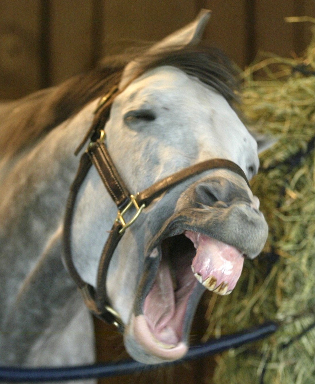 ಕುದುರೆಯನ್ನೇ ರೇಪ್ ಮಾಡಿದ ಯುವಕನಿಗೆ ಜಾಮೀನು ರಹಿತ ಜೈಲು