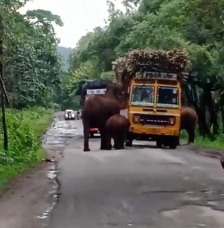 ಲಾರಿಯನ್ನು ಅಡ್ಡಗಟ್ಟಿ ಕಬ್ಬು ಸವಿದ ಗಜಪಡೆ