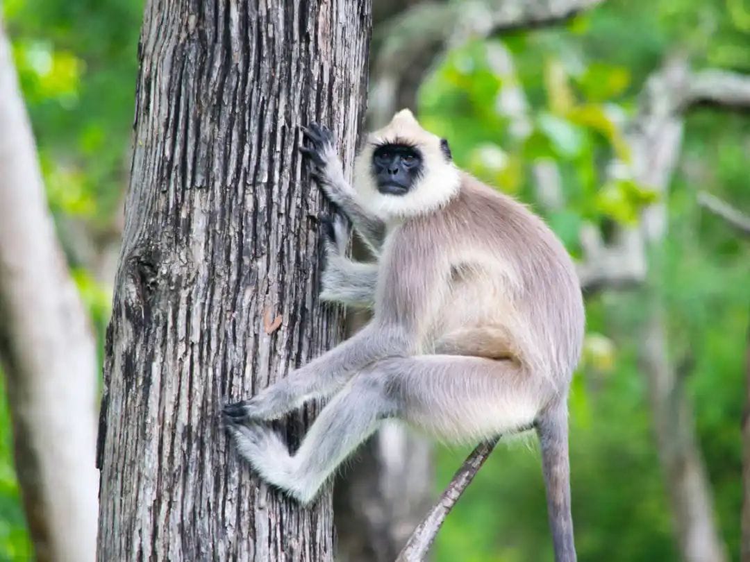 ಪಿಲಿಕುಳದ ಮದ್ಯಪ್ರೇಮಿ ಲಂಗೂರ್ ಸಾವು| ಇದರ ಹಿಂದಿದೆ ರೋಚಕ ಕಹಾನಿ..!