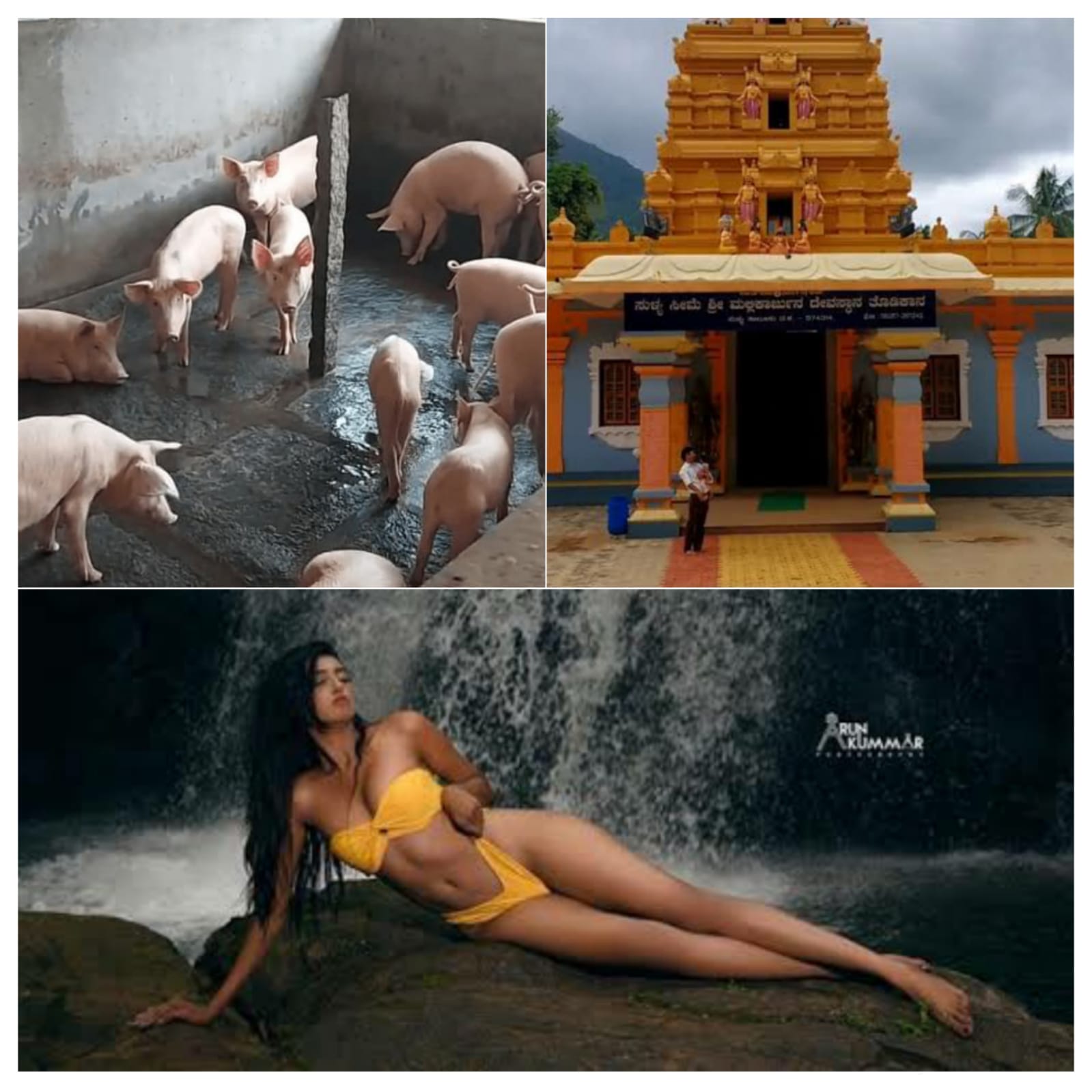 ಸುಳ್ಯ: ಅಂದು ಬಿಕಿನಿಯೊಂದಿಗೆ ಚೆಲ್ಲಾಟ| ಇಂದು ಹಂದಿ ಫಾರ್ಮ್ ನಿಂದ ತೊಳಲಾಟ| ತೊಡಿಕಾನ ಮಲ್ಲಿಕಾರ್ಜುನನ ಪವಿತ್ರತೆಗೆ ಸ್ಥಳೀಯರಿಂದಲೇ ಧಕ್ಕೆ| ಏನಿದು ಸ್ಟೋರಿ, ಇಲ್ಲಿದೆ ಸಂಪೂರ್ಣ ‌ಸುದ್ದಿ..