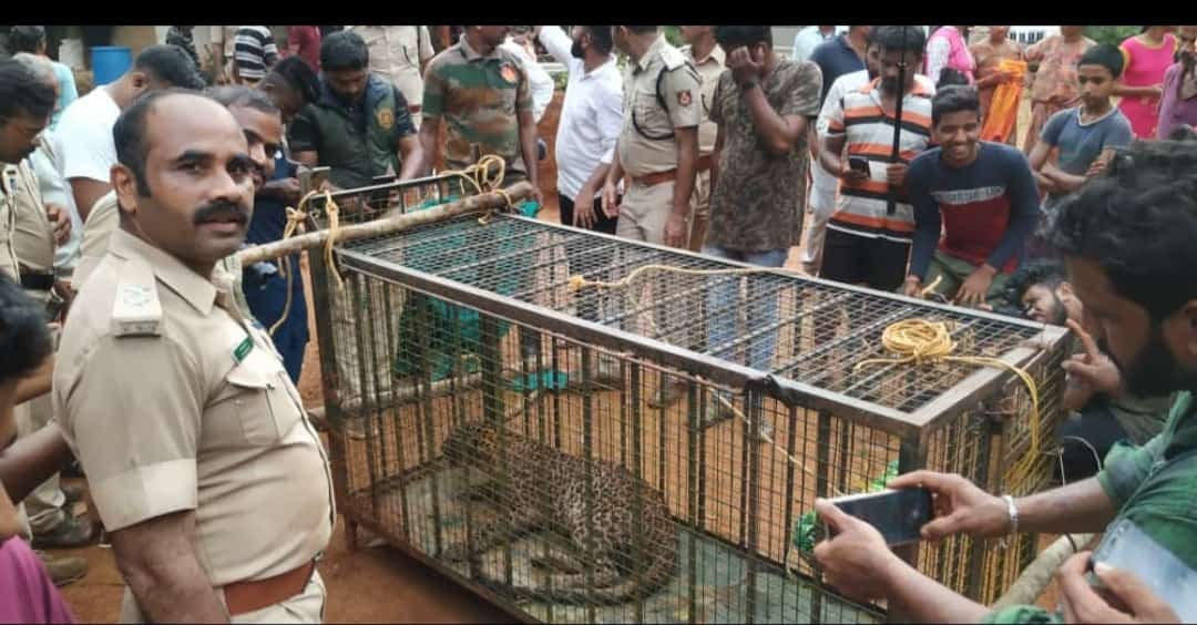 ಕಡಬ| ಆಪರೇಶನ್ ಚೀತಾ ಸಕ್ಸಸ್| ಕೋಳಿ ಹಿಡಿಯಲು ಬಂದ ಚಿರತೆ ಬೋನೊಳಗೆ ಬಂಧಿ|