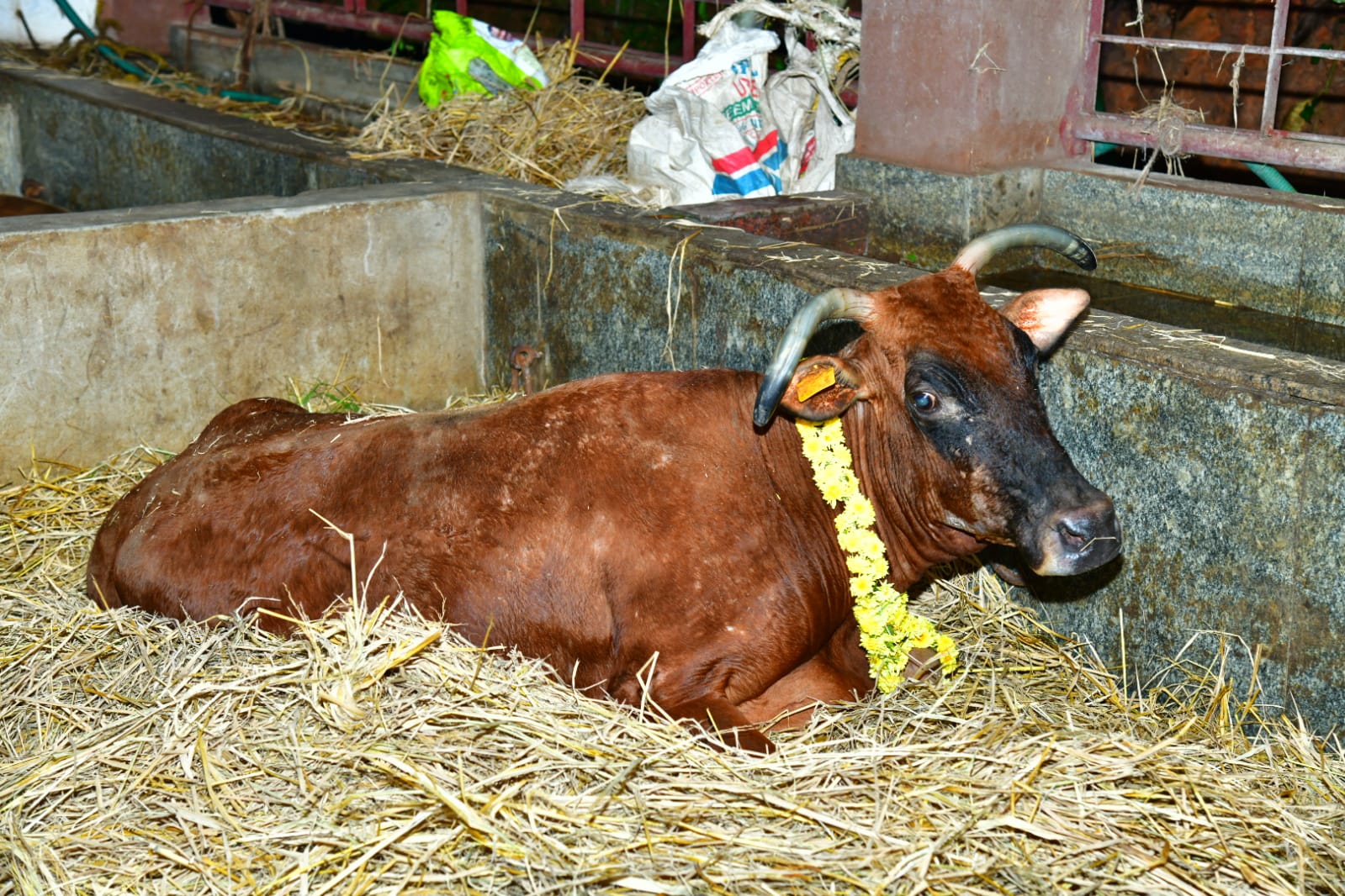 ಕುಕ್ಕೆ ಸುಬ್ರಹ್ಮಣ್ಯ ದೇವಳದ ಹಿರಿಯ ಹಸು ಕೆಂಪಿ ಇನ್ನಿಲ್ಲ