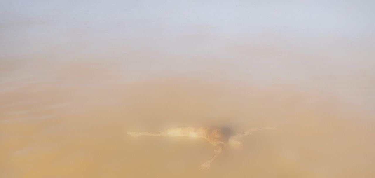 ಉಳ್ಳಾಲ: ನೇತ್ರಾವತಿ ನದಿಯಲ್ಲಿ ಮಹಿಳೆಯ ಶವ ಪತ್ತೆ| ಕೊಳೆತ ಸ್ಥಿತಿಯಲ್ಲಿನ ಕಳೆಬರ ಬೆಳ್ಳಾರೆ ಮಹಿಳೆಯದ್ದೇ…!?