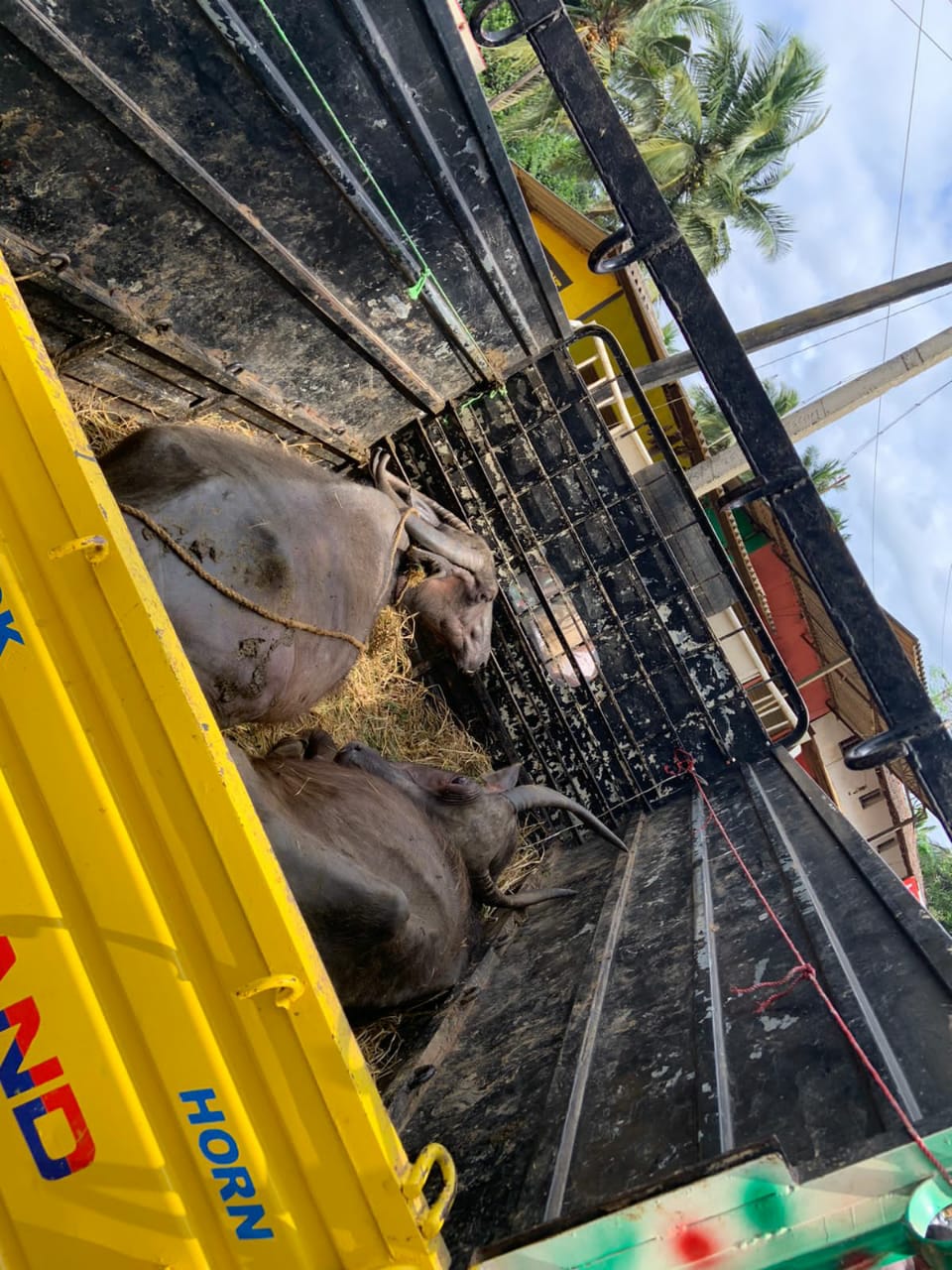 ದನಗಳ್ಳರ ಹಿಟ್ ಅಂಡ್ ರನ್..|ಇಬ್ಬರಿಗೆ ಗಂಭೀರ ಗಾಯ |ಪೊಲೀಸ್ ಇಲಾಖೆ ವಿರುದ್ಧ ಭಜರಂಗದಳದ ಆರೋಪ