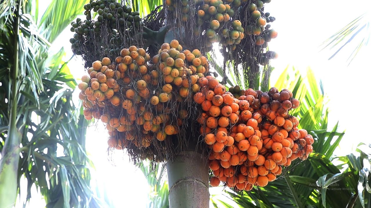 ಅಡಿಕೆ ನಿಷೇಧಕ್ಕೆ ಆಗ್ರಹಿಸಿ ಕೇಂದ್ರಕ್ಕೆ ಬಿಜೆಪಿ‌‌ ಸಂಸದನಿಂದ ಪತ್ರ|