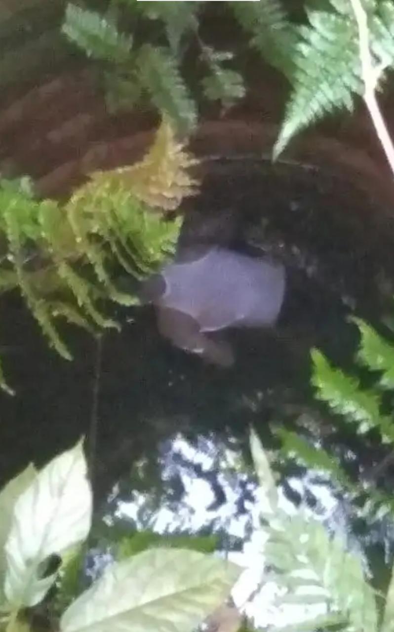 ಸುಳ್ಯ : ಕಾಣೆಯಾಗಿದ್ದ ವ್ಯಕ್ತಿ ಬಾವಿಯಲ್ಲಿ ಶವವಾಗಿ ಪತ್ತೆ