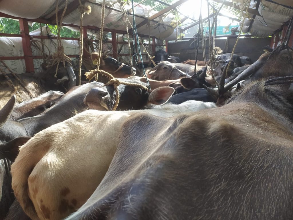 ಸಂಪಾಜೆ: ಲಾರಿಯಲ್ಲಿ ಅಕ್ರಮ ಗೋ ಸಾಗಾಟ| ತಪಾಸಣೆ ವೇಳೆ ಪಲಾಯನಗೈದ ಖದೀಮರು