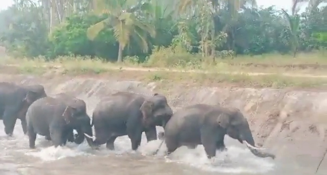ಕಾಲುವೆಯಲ್ಲಿ ಸಿಕ್ಕಿ‌ ಒದ್ದಾಡಿದ ಗಜಪಡೆ| ಅರಣ್ಯ ಇಲಾಖೆಯಿಂದ ಯಶಸ್ವಿ ಕಾರ್ಯಾಚರಣೆ|
