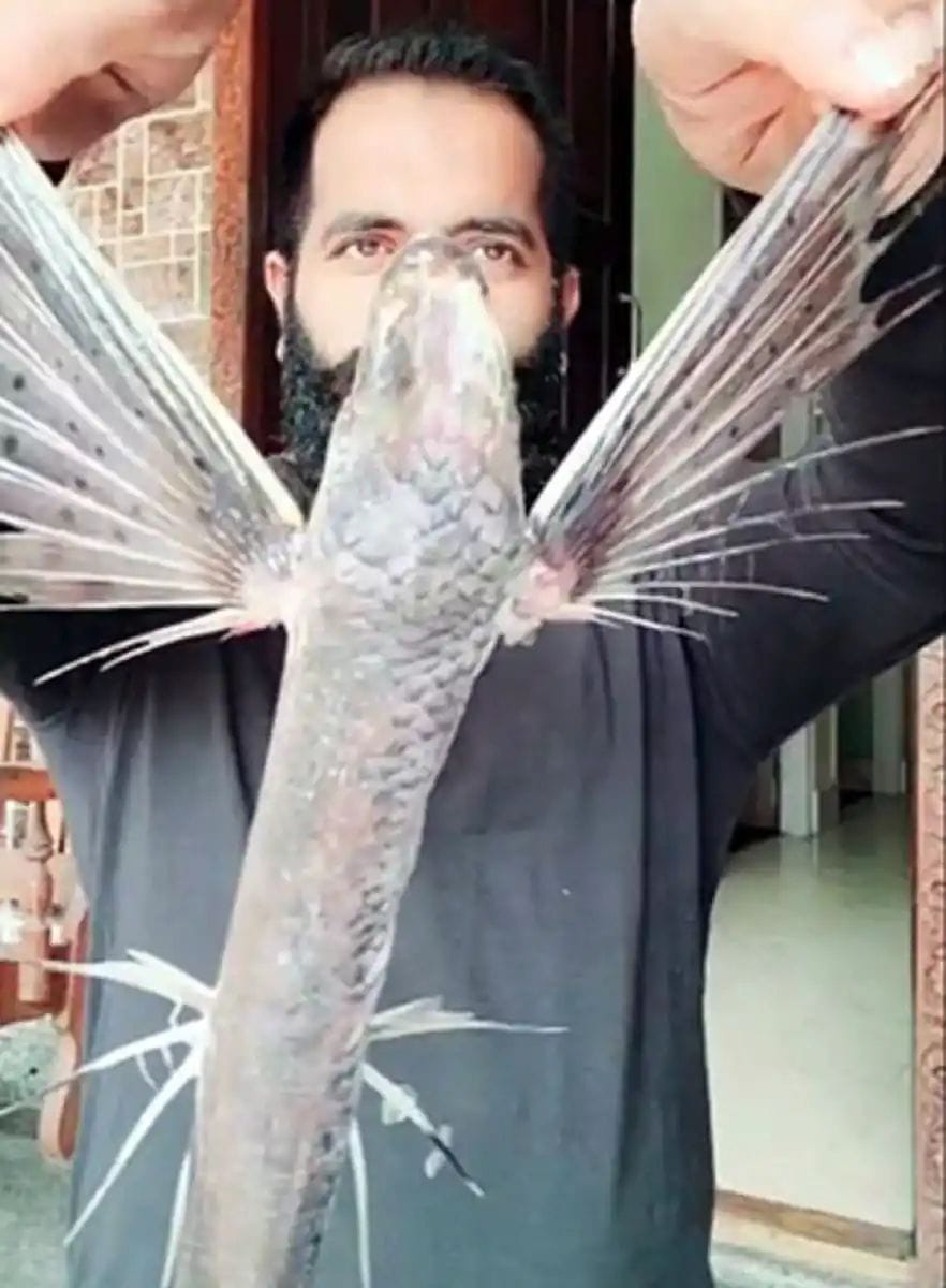 ಮಂಗಳೂರು: ಬಲೆಗೆ ಬಿದ್ದ ಹಾರುವ ಮೀನು