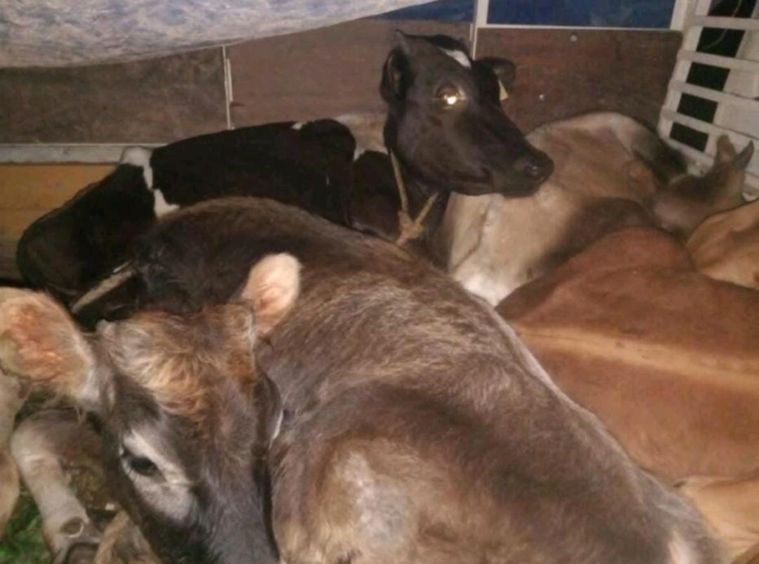 ಬಂಟ್ವಾಳ: ಅಕ್ರಮ ದನ ಸಾಗಾಟ