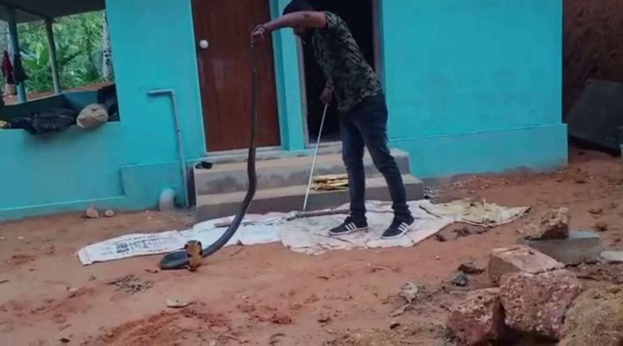 ಬೆಳ್ತಂಗಡಿ: ಬಚ್ಚಲು ಕೋಣೆಯಲ್ಲಿ ಅಡಗಿದ್ದ ಕಾಳಿಂಗ!!