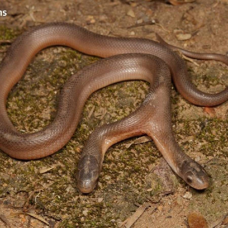 ಅಪರೂಪದ ಎರಡು ತಲೆ ಹಾವು ಪತ್ತೆ
