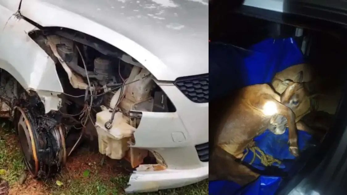 ಗೋವುಗಳನ್ನು ಸಾಗಿಸುತ್ತಿದ್ದ ಇಬ್ಬರು ಆರೋಪಿಗಳಲ್ಲಿ; ಓರ್ವ ಎಸ್ಕೇಪ್