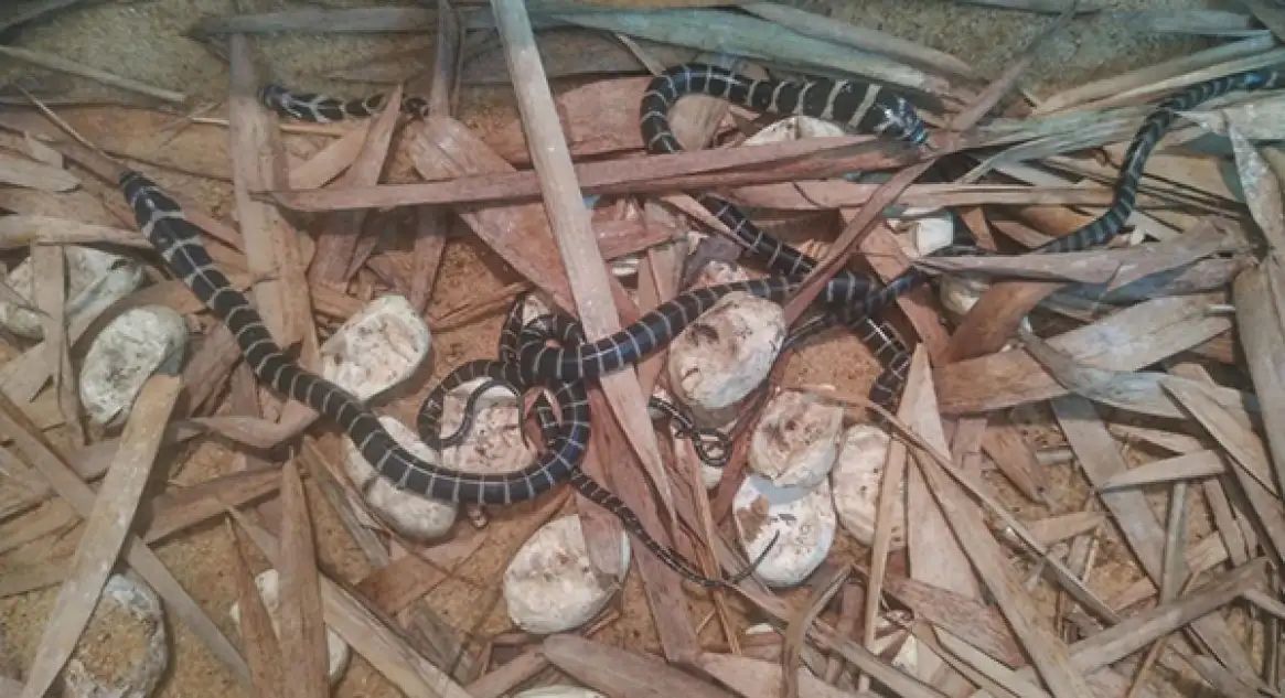 ಪಿಲಿಕುಳ: ಮೊಟ್ಟೆಯೊಡೆದು ಹೊರಬಂತು 38 ಕಾಳಿಂಗ ಸರ್ಪದ ಮರಿಗಳು