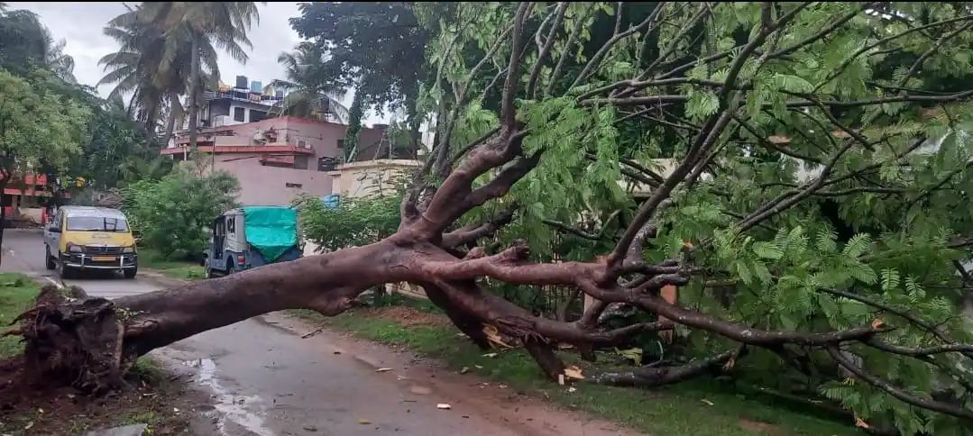 ಭಾರೀ ಮಳೆಗೆ ರಸ್ತೆಗೆ ಉರುಳಿ ಬಿದ್ದ ಬೃಹದಾಕಾರದ ಮರ