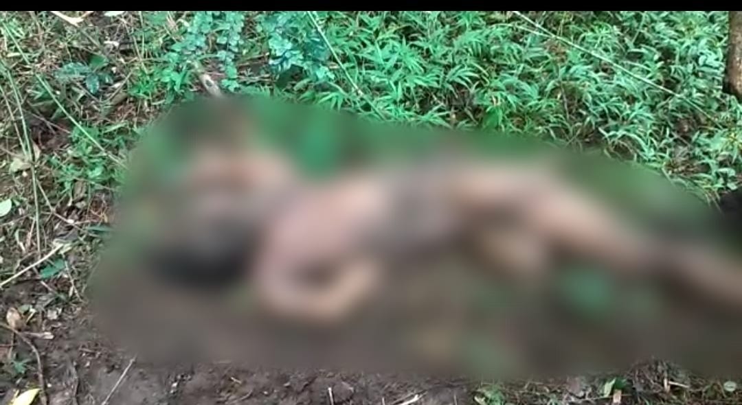 ಕೊಟ್ಟಿಗೆಹಾರ: ಆನೆ ದಾಳಿಗೆ ರೈತ ಬಲಿ; ಮೃತದೇಹವನ್ನು ಕಾಡಿನಲ್ಲಿ ಎಳೆದಾಡಿದ ಒಂಟಿ ಸಲಗ