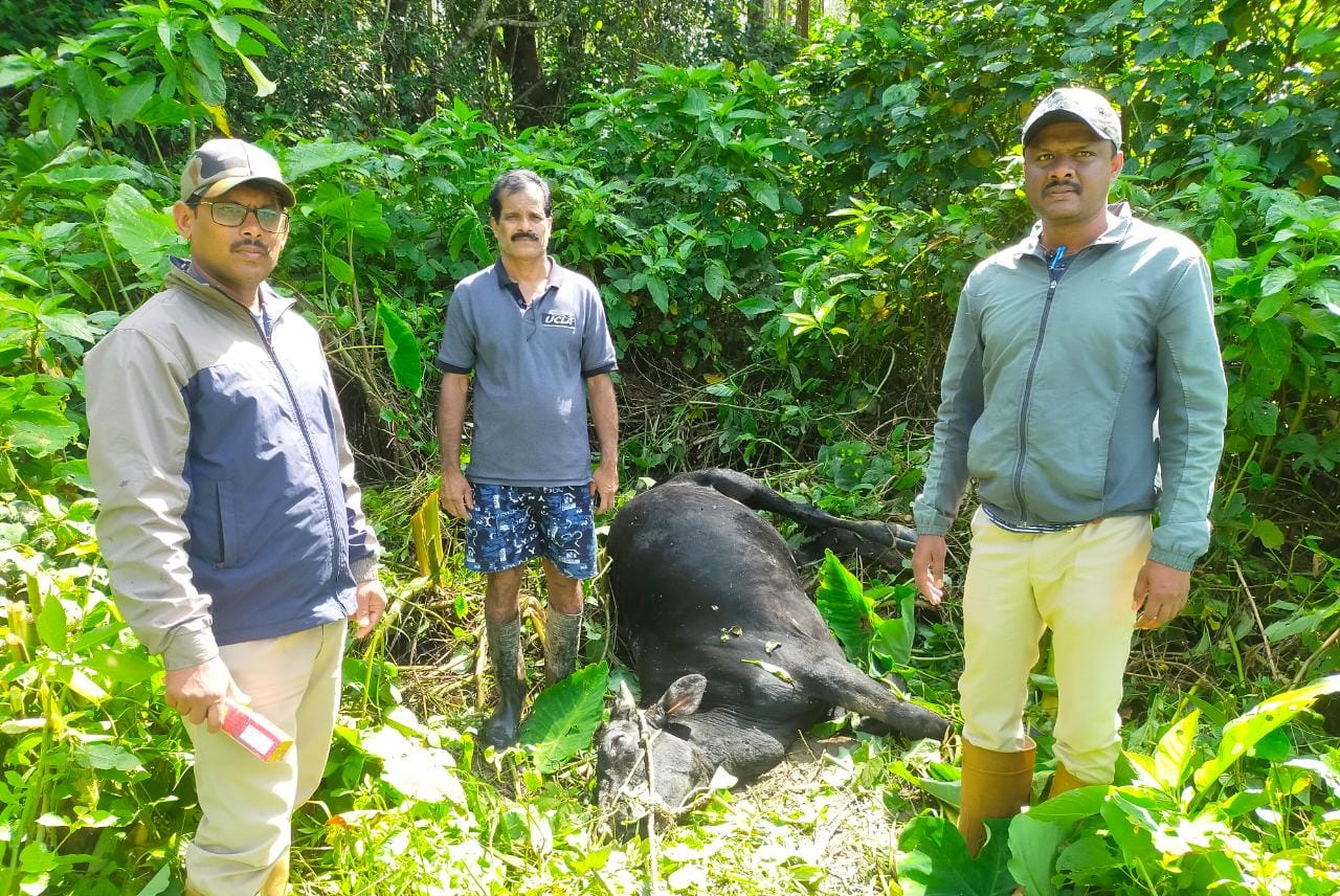 ಚಿಕ್ಕಮಗಳೂರು: ಹುಲಿ ದಾಳಿಗೆ ಎತ್ತು ಬಲಿ