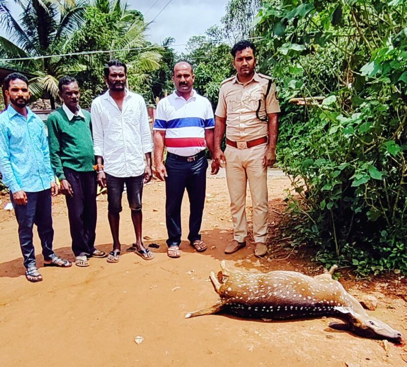 <em>ಮೂಡಿಗೆರೆ: ಕಾಡಿನಿಂದ ನಾಡಿಗೆ ಬಂದ ಜಿಂಕೆ ಸಾವು</em>