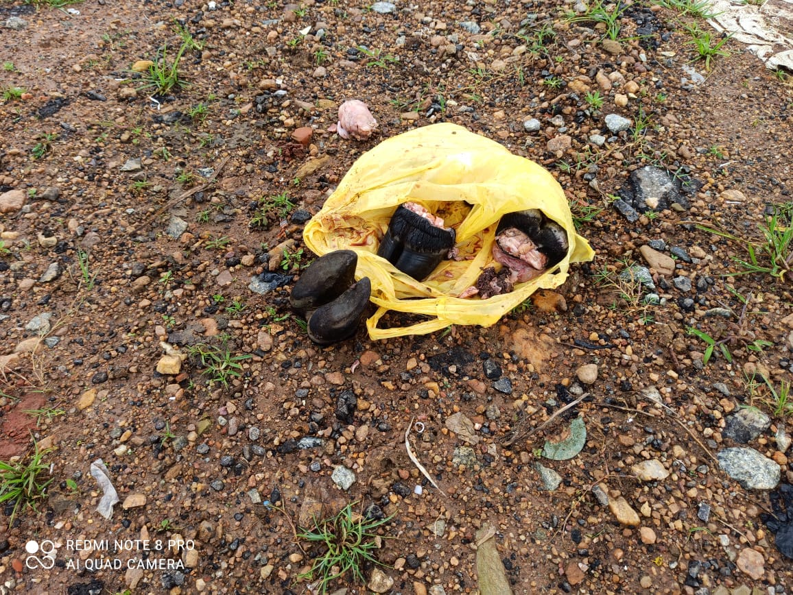 ಮೂಡಿಗೆರೆ: ರಾಷ್ಟ್ರೀಯ ಹೆದ್ದಾರಿಯಲ್ಲಿ ದನದ ಕಾಲುಗಳು ಪತ್ತೆ/ಎಗ್ಗಿಲ್ಲದೆ ನಡೆಯುತ್ತಿದೆ ದನಗಳ್ಳರ ದಂಧೆ
