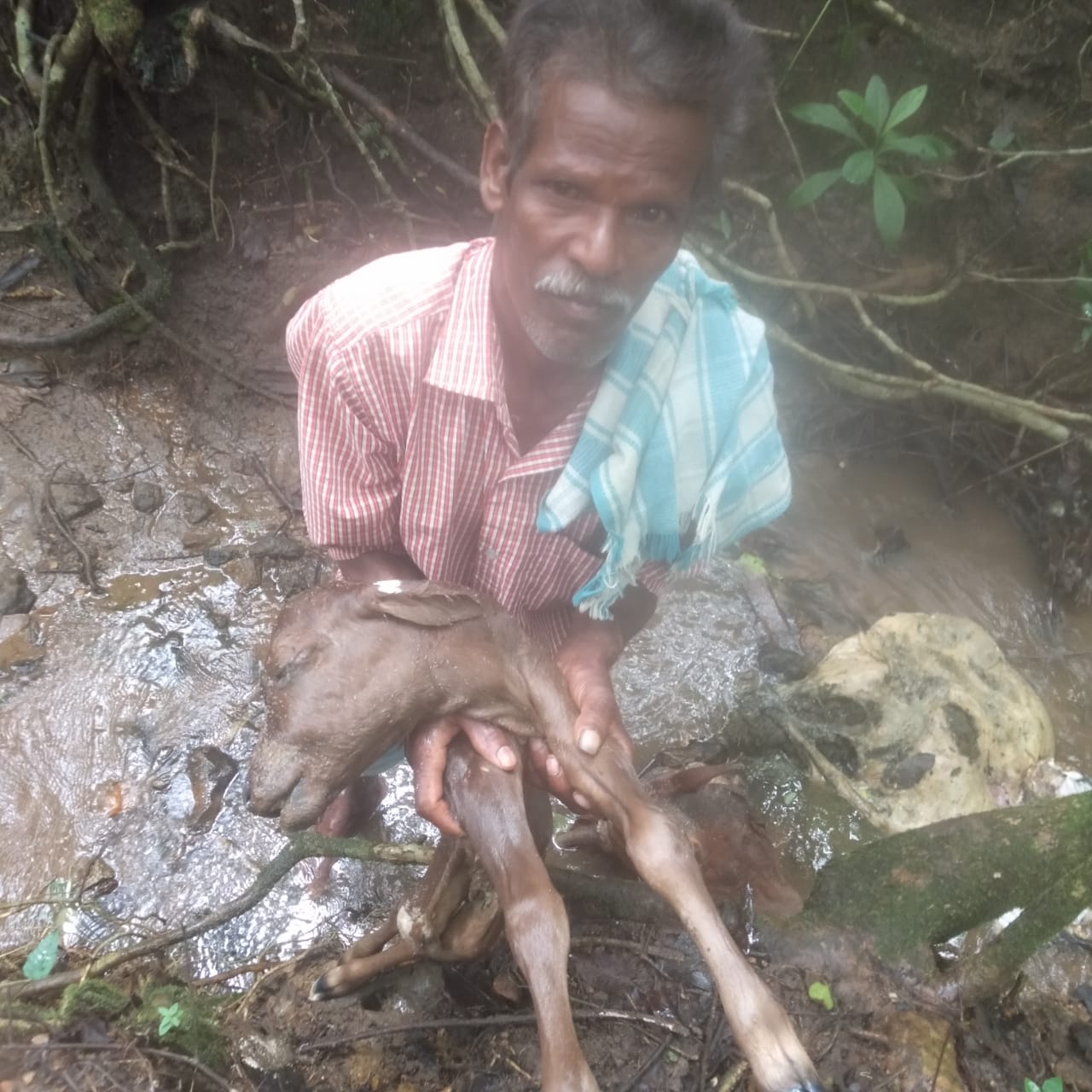ಚಿಕ್ಕಮಗಳೂರು: ಮಾಂಸಕ್ಕಾಗಿ ಗರ್ಭಿಣಿ ಹಸುವಿನ ಹತ್ಯೆ| ಕರುವನ್ನು ಕಾಡಲ್ಲಿ ಬಿಸಾಡಿ ದುಷ್ಕೃತ್ಯ
