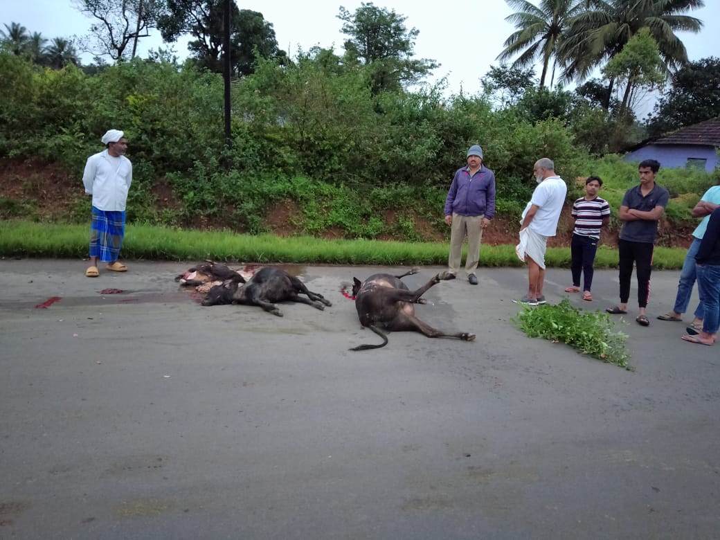 ಮೂಡಿಗೆರೆ: ಅಪರಿಚಿತ ವಾಹನ ಡಿಕ್ಕಿಯಿಂದ ರಸ್ತೆಯಲ್ಲಿ ಮಲಗಿದ್ದ ದನಗಳ ಭೀಕರ ಸಾವು