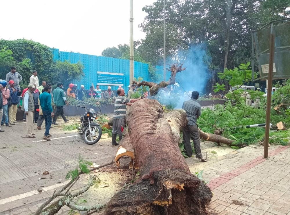 ಬೆಳಗಾವಿ: ನೆಲಕ್ಕೆ ಉರುಳಿದ ಮರ/ ವ್ಯಕ್ತಿ ಸಾವು!!