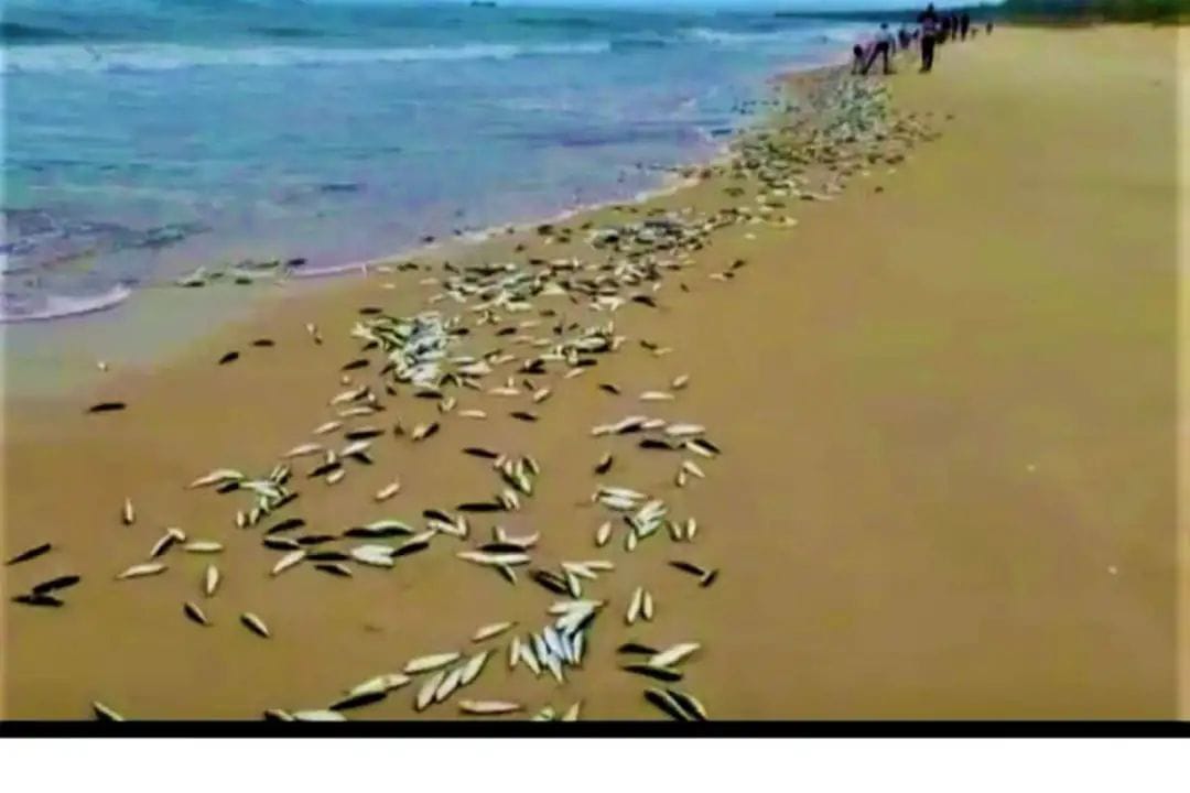 ಮಲ್ಪೆ ಬೀಚ್ ನಲ್ಲಿ ಬೂತಾಯಿ ರಾಶಿ| ಮೀನು ಹೆಕ್ಕಲು ಮುಗಿಬಿದ್ದ ಜನರು
