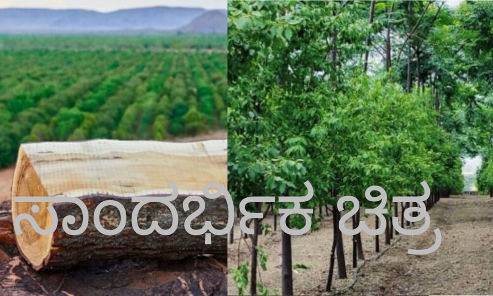ಪಿರಿಯಾಪಟ್ಟಣ: ಗಂಧದ ಮರ ಕಳ್ಳತನ| ಓರ್ವ ಬಂಧನ, ಮತ್ತೊಬ್ಬ ಪರಾರಿ