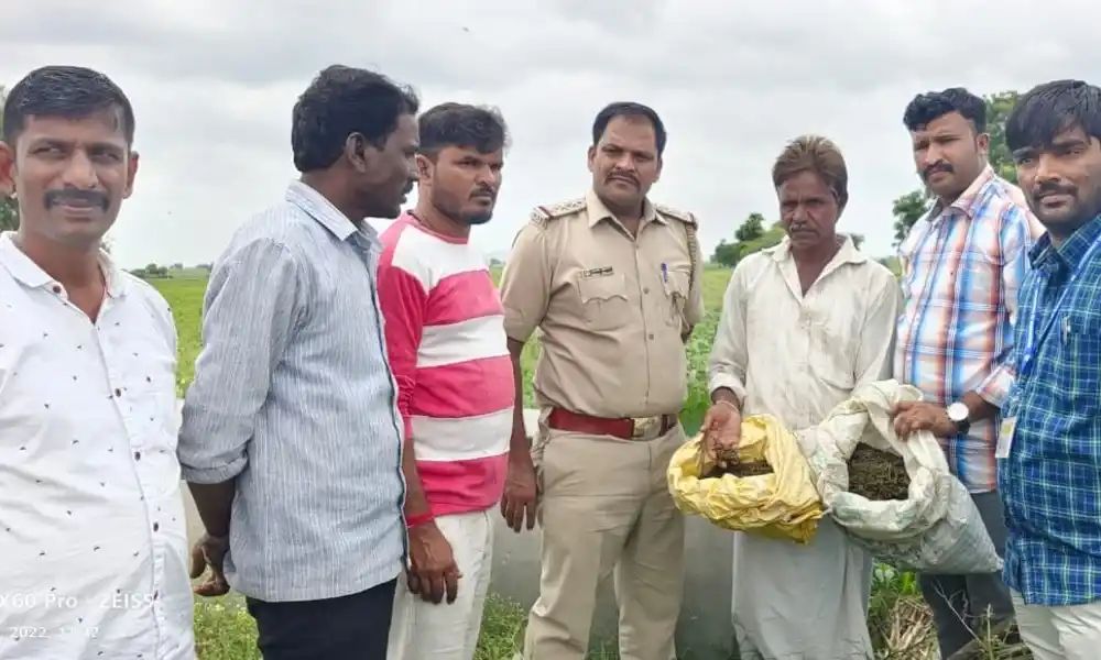ಸ್ವಂತ ಜಮೀನಿನಲ್ಲಿ ಗಾಂಜಾ ನಾಟಿ ಮಾಡಿದ್ದ ರೈತನ ಬಂಧಿಸಿದ ಪೋಲಿಸರು