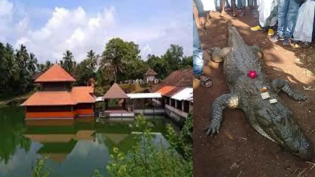 ಕುಂಬಳೆ ಅನಂತಪದ್ಮನಾಭ ಕ್ಷೇತ್ರದ ಸಸ್ಯಾಹಾರಿ ಮೊಸಳೆ ‘ಬಬಿಯಾ’ ಇನ್ನಿಲ್ಲ