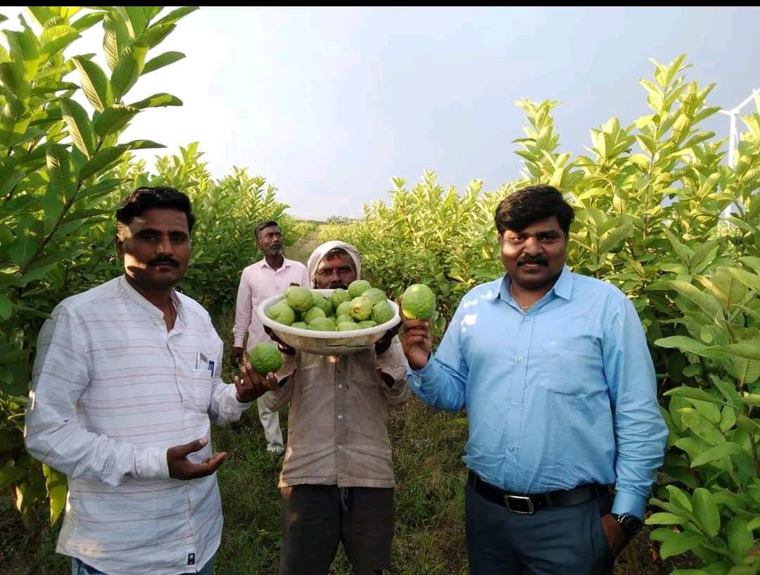 ವಿಜಯಪುರ: ಸಾಪ್ಟವೇರ್ ಇಂಜಿನಿಯರ್ ನ ಕೃಷಿ ಪ್ರೀತಿ| ಸೀಬೆ ಬೆಳೆಯಲ್ಲಿ ಯಶ ಕಂಡ ಶಿವಾನಂದ