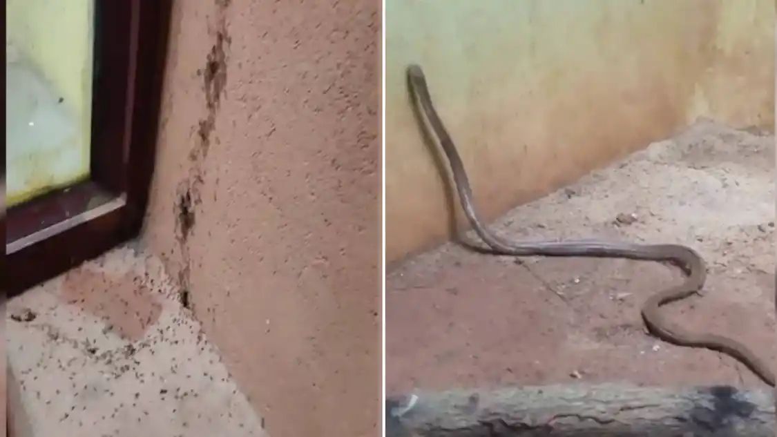 ಪಿಲಿಕುಳದಲ್ಲಿ ಇರುವೆ ಕಾಟದಿಂದ‌ ಒದ್ದಾಡಿದ ಹಾವು|ಅಭಿವೃದ್ಧಿ ಪ್ರಾಧಿಕಾರದ ಆಯುಕ್ತರು ಸ್ಪಷ್ಟನೆ