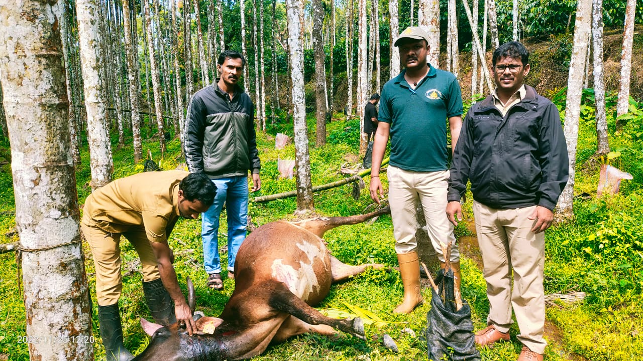 ಹುಲಿ ದಾಳಿಗೆ ಮೂರು ಹಸುಗಳು ಬಲಿ|ಕಾಫಿನಾಡಲ್ಲಿ ಮುಂದುವರೆದ ಹುಲಿಯ ಅಟ್ಟಹಾಸ