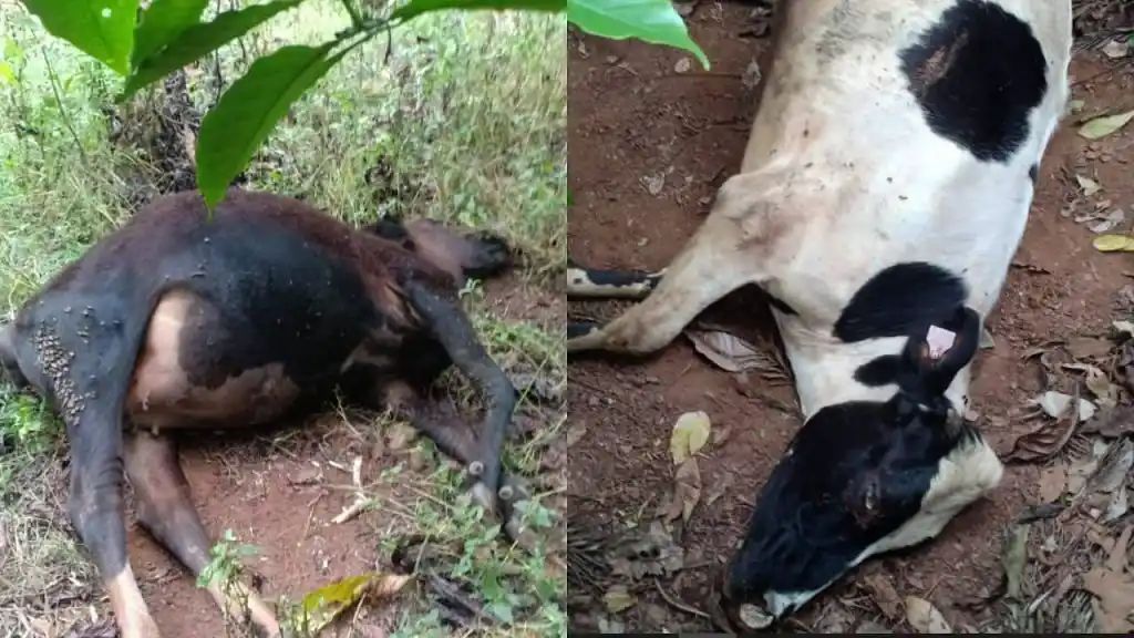 ಕ್ರೌರ್ಯ ಮೆರೆದ‌ ಎಸ್ಟೇಟ್ ಮಾಲೀಕ| ತೋಟದಲ್ಲಿ ಮೇಯುತ್ತಿದ್ದ ಹಸುಗಳಿಗೆ ಗುಂಡಿಕ್ಕಿ ಕೊಲೆ