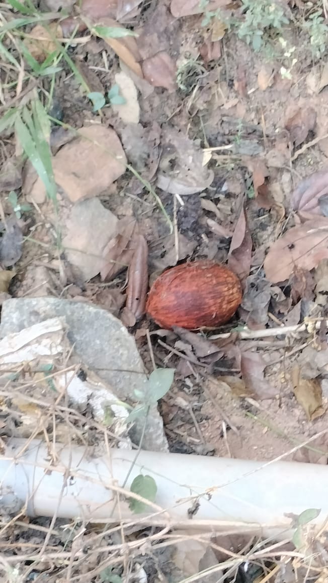 ಮೂಲ್ಕಿ: ಬೆಳ್ಳಾಯರು-ಕೆರೆಕಾಡು ಪರಿಸರದಲ್ಲಿ ವಾಮಾಚಾರ!!