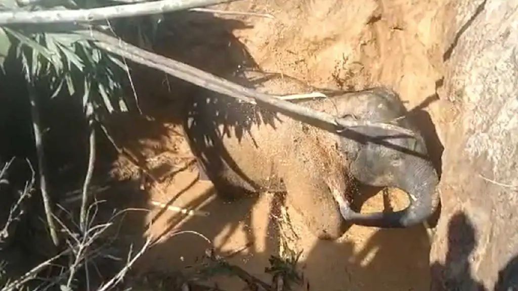 ಸಕಲೇಶಪುರ: ಖೆಡ್ಡಾಗೆ ಬಿದ್ದ ಮರಿಯಾನೆ| ಕಾರ್ಯಾಚರಣೆಗೆ ಬಂದ ಅರಣ್ಯಾಧಿಕಾರಿಗಳಿಗೆ ಗ್ರಾಮಸ್ಥರಿಂದ ತರಾಟೆ