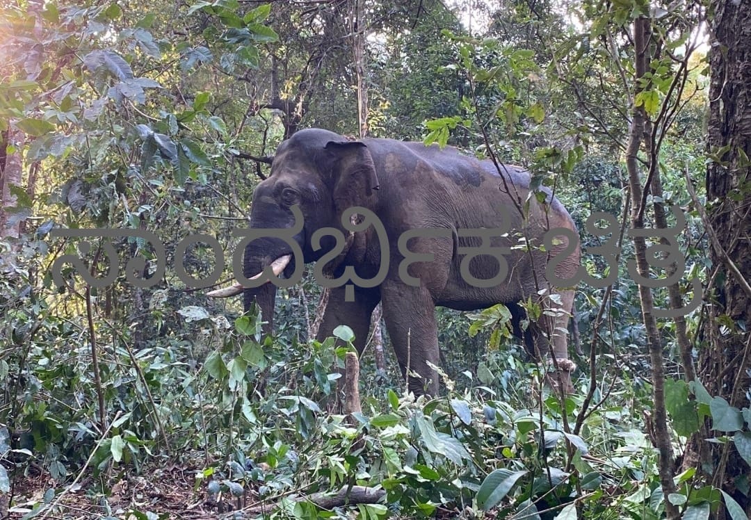 ಕಡಬ: ರೆಂಜಿಲಾಡಿಯಲ್ಲಿ ಮತ್ತೆ ಪ್ರತ್ಯಕ್ಷಗೊಂಡ ಕಾಡಾನೆ| ಭಯಬಿದ್ದ ಗ್ರಾಮಸ್ಥರು