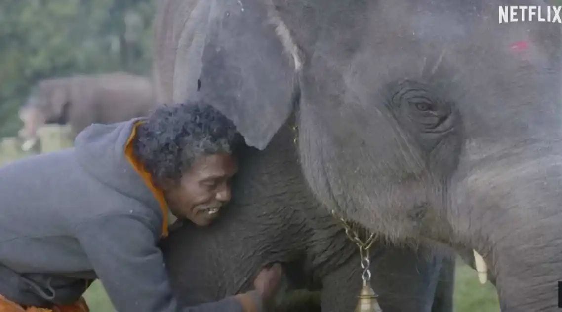 ಭಾರತೀಯ ಚಿತ್ರರಂಗಕ್ಕೆ ಮತ್ತೊಂದು ಗರಿ| ‘ದಿ ಎಲಿಫೆಂಟ್ ವಿಸ್ಪರಸ್’ ಕಿರುಚಿತ್ರಕ್ಕೆ ಆಸ್ಕರ್ ಪ್ರಶಸ್ತಿ