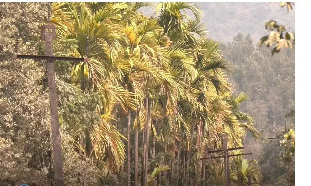 Migration to cities| ಎಲೆಚುಕ್ಕಿ ರೋಗದಿಂದ ಊರು ಬಿಟ್ಟ ಶೃಂಗೇರಿ ಜನ| ಮಲೆನಾಡ ಅಡಿಕೆ ಬೆಳೆಗಾರರಿಗೆ ಪಟ್ಟಣವೇ ಗತಿ!!